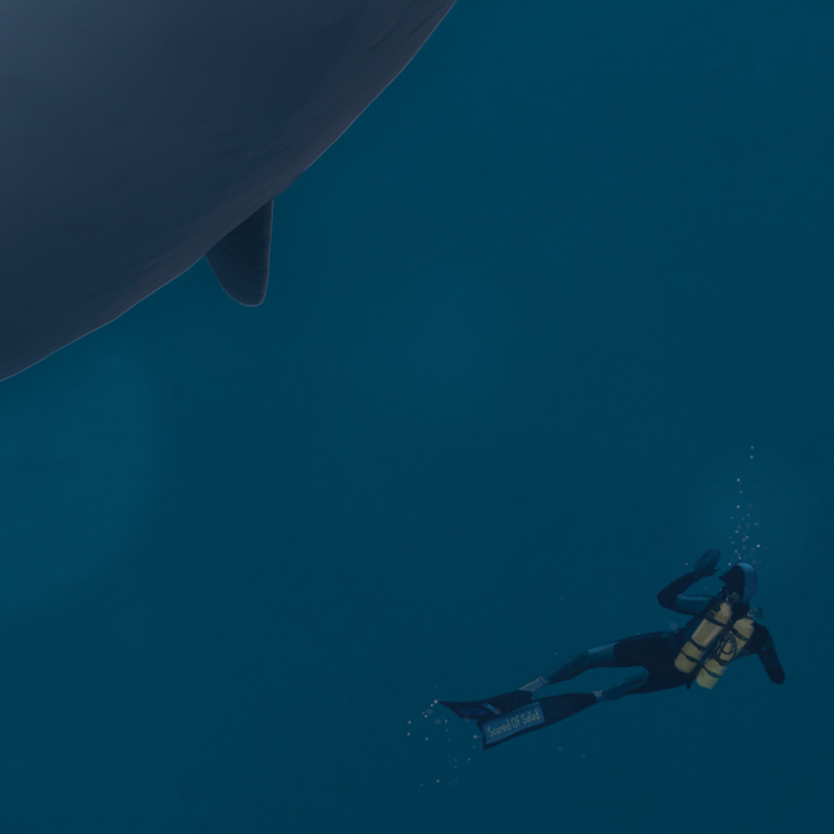 A diver observes the whale