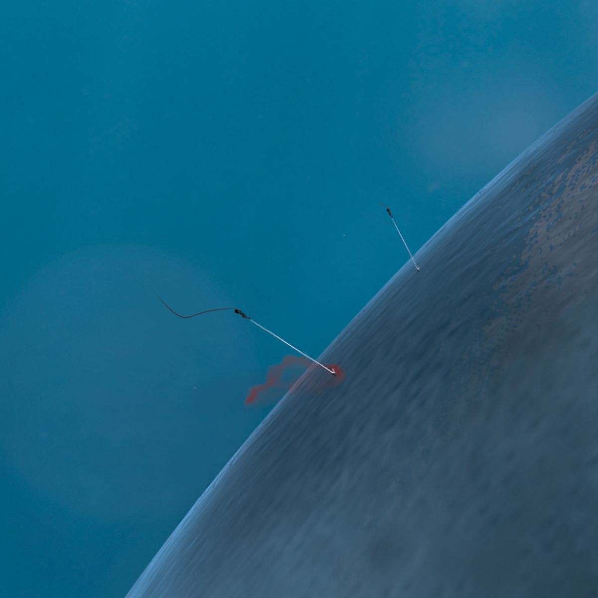 Harpoons piercing the whale
